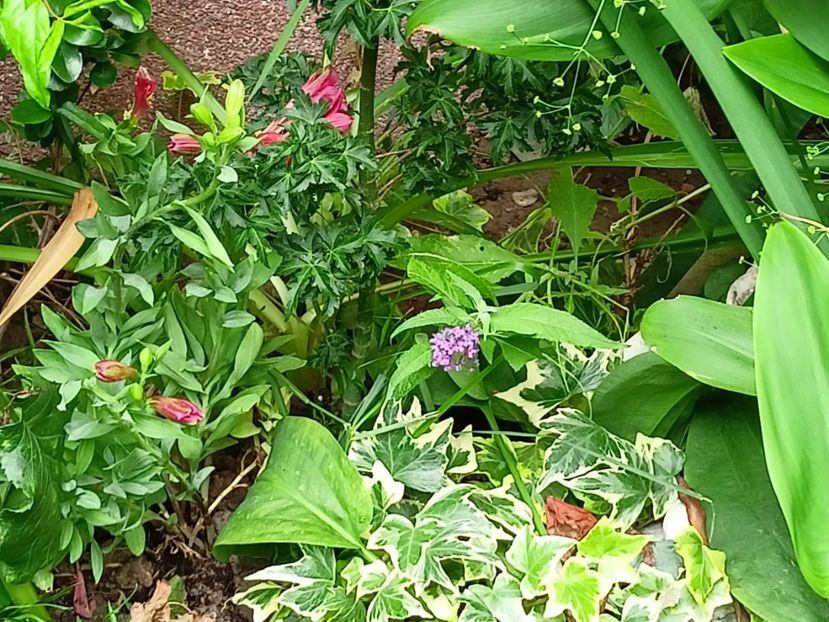 Alstroemeria Majestic Jupiter și buddleja Butterfly Tower - Grădina 2023 continuare 4