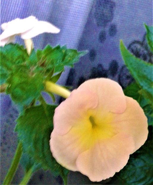  - 000014 ACHIMENES