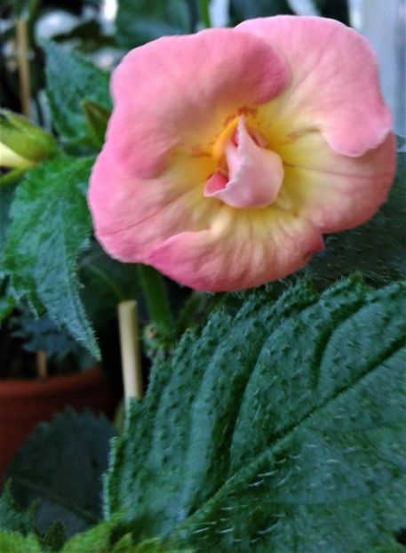 - 000014 ACHIMENES
