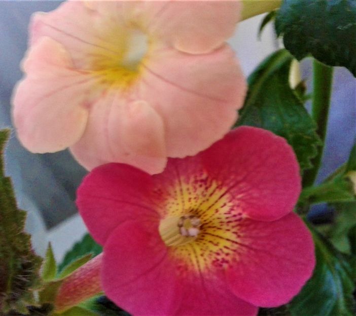  - 000014 ACHIMENES