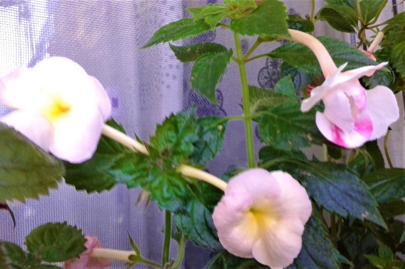  - 000014 ACHIMENES