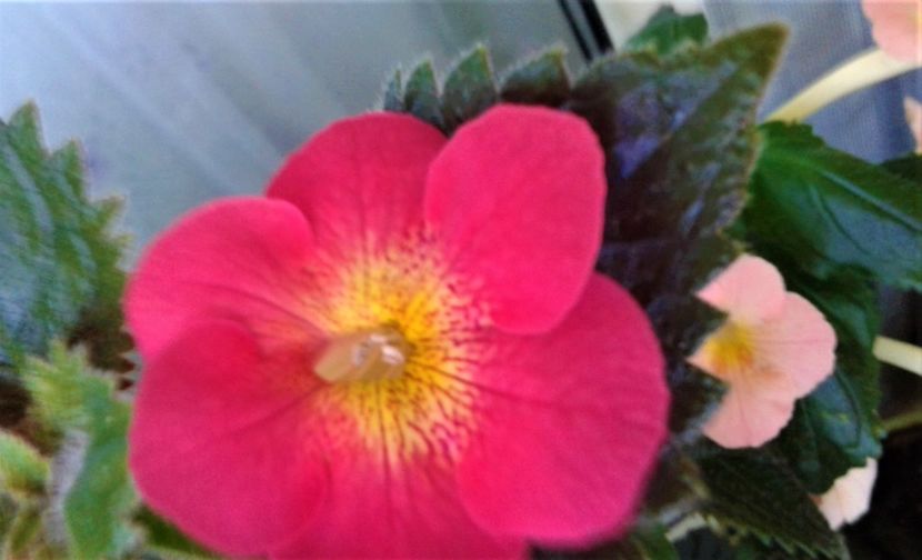  - 000014 ACHIMENES