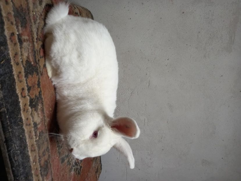  - Iepuri din crescatorie