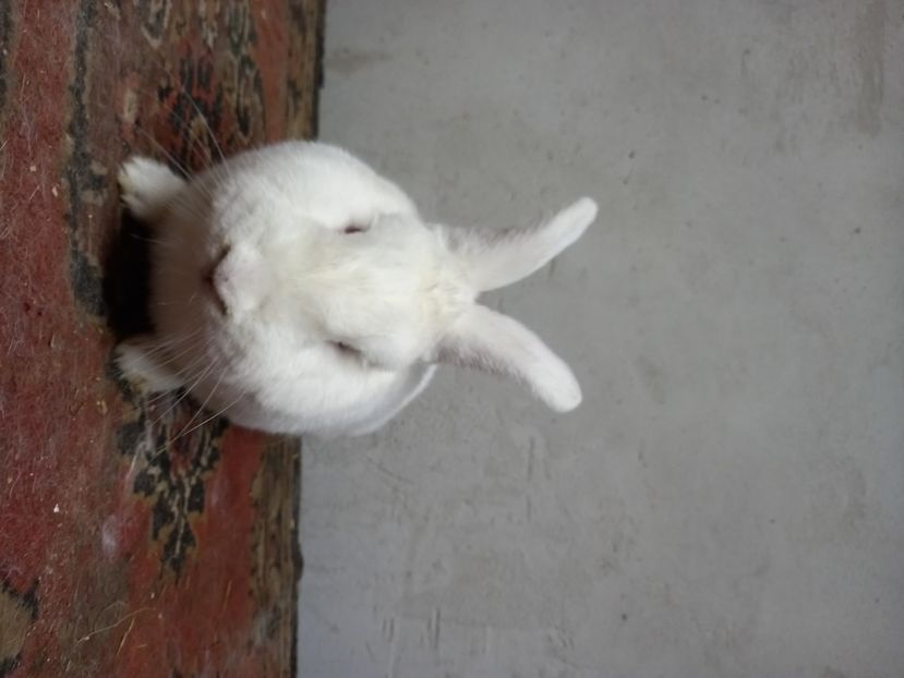  - Iepuri din crescatorie