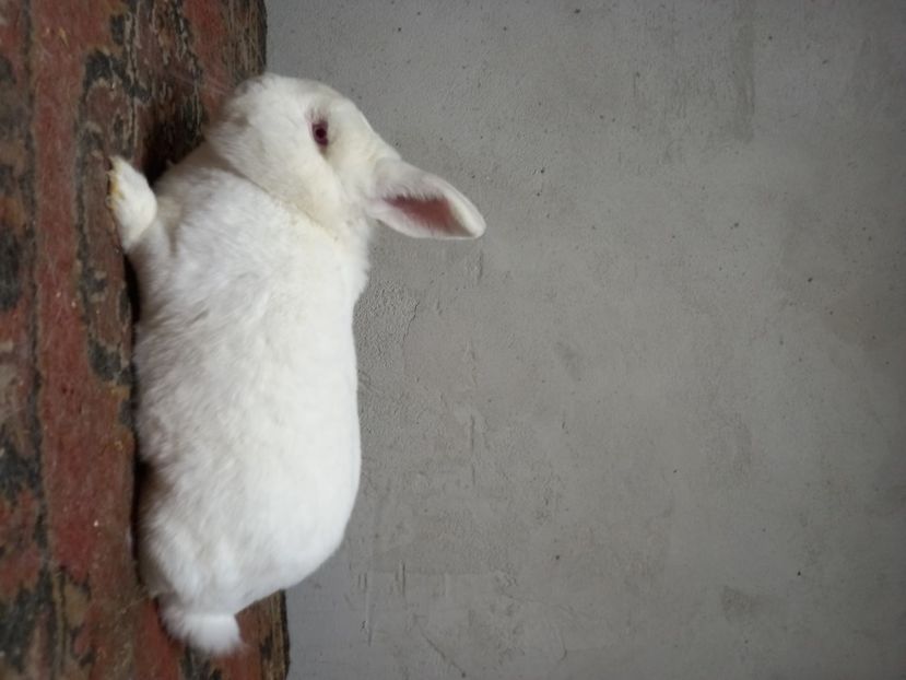  - Iepuri din crescatorie