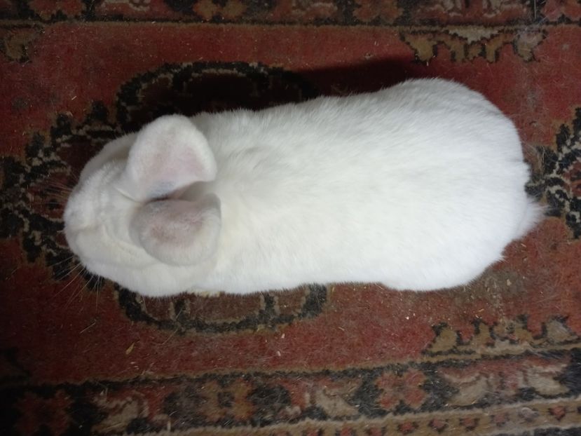  - Iepuri din crescatorie