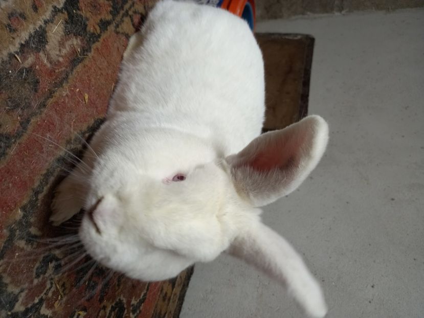  - Iepuri din crescatorie