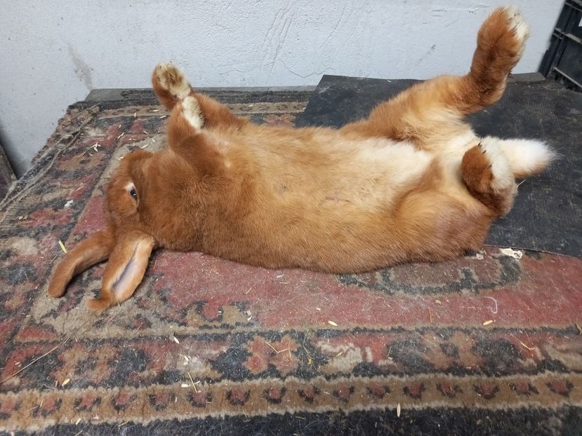  - Iepuri din crescatorie