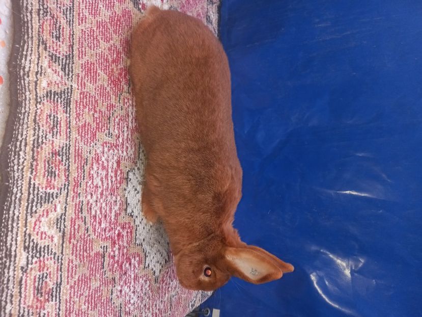  - Iepuri din crescatorie