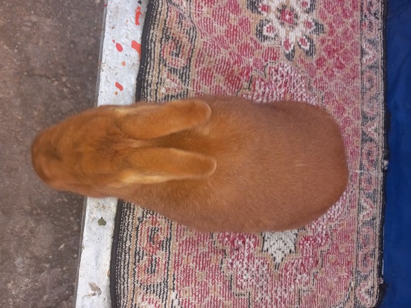  - Iepuri din crescatorie