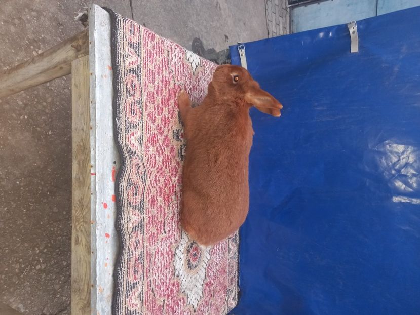  - Iepuri din crescatorie