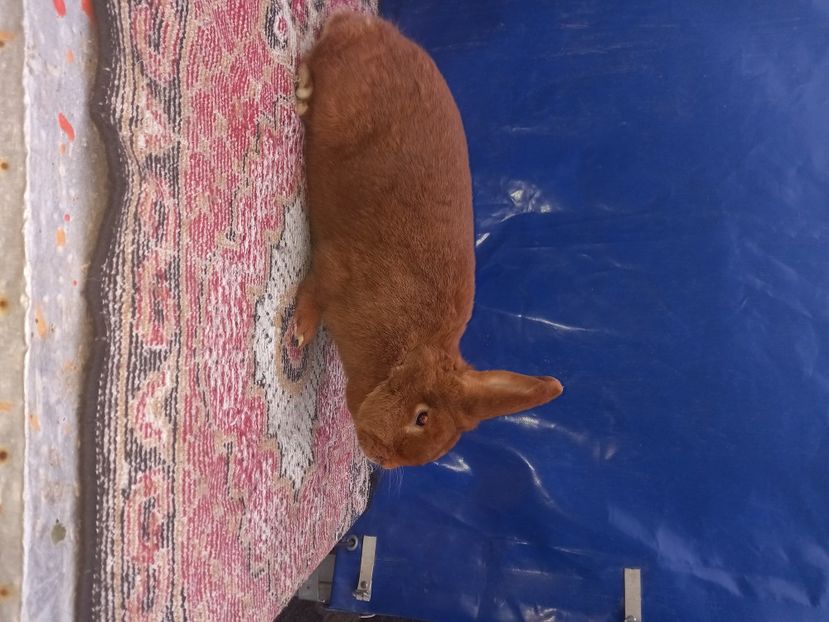  - Iepuri din crescatorie