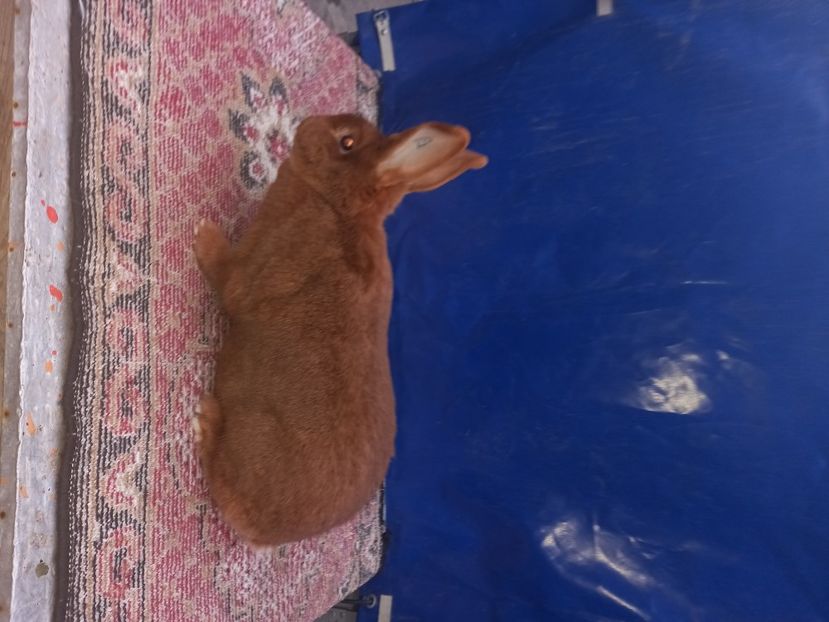  - Iepuri din crescatorie