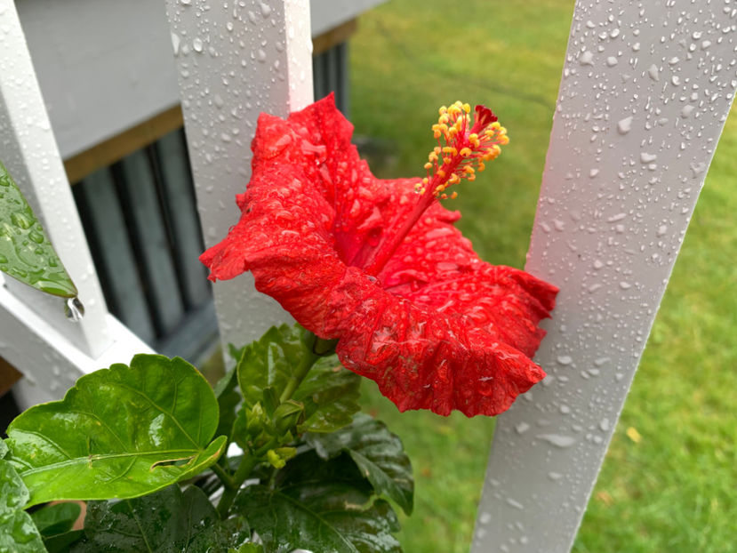  - Jurnalul gradinii 2023