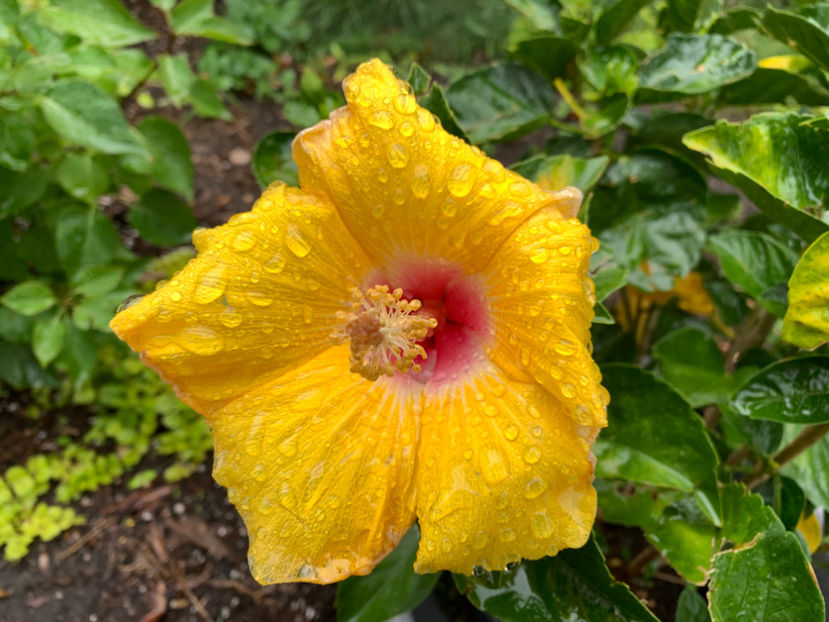  - Jurnalul gradinii 2023