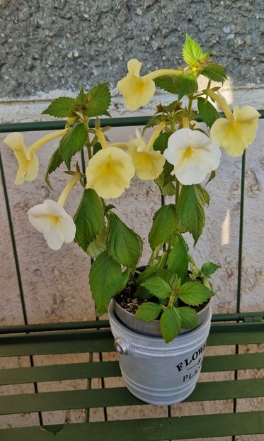  - Hymalaian Sunrise A