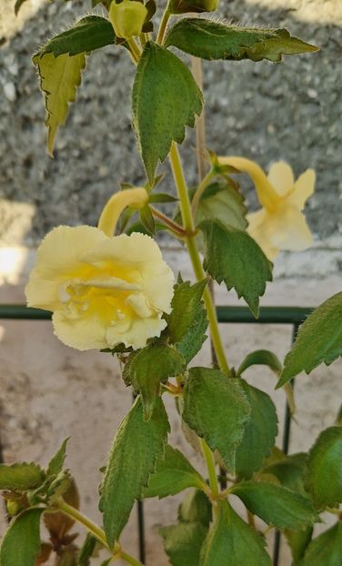 2023 - Yellow English Rose R