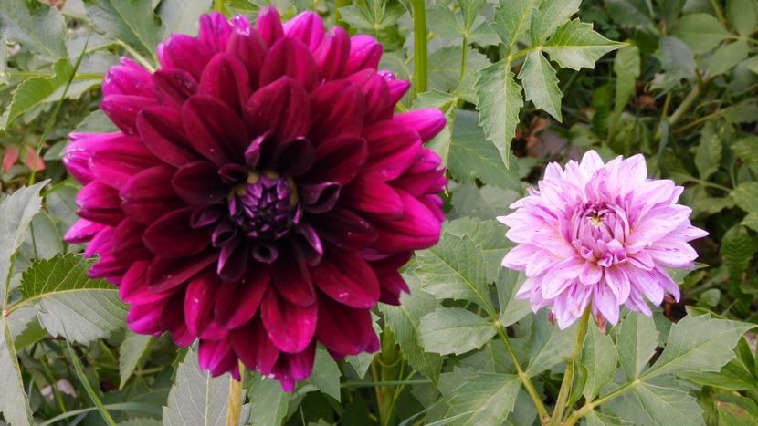 Karma Naomi Prins carnival - -Dalii 2023