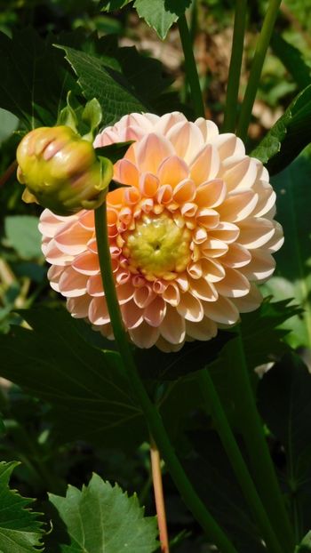 L A T E - -Dalii 2023