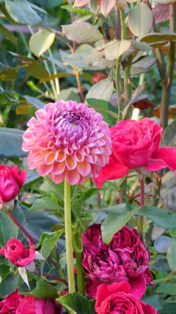 Jowey Winnie - -Dalii 2023