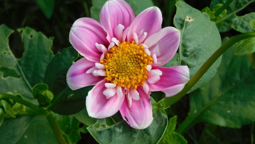 Hartenaas - -Dalii 2023