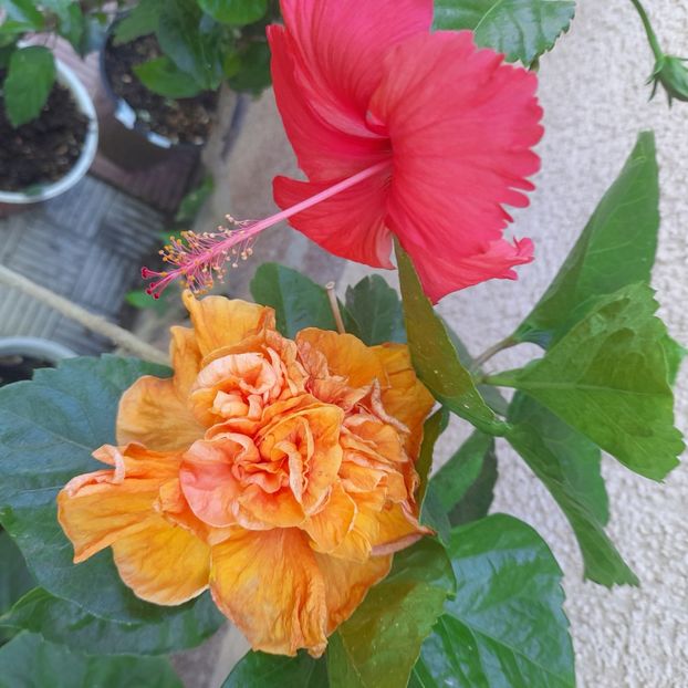 29.07.2023 - HIBISCUSI 2023-1