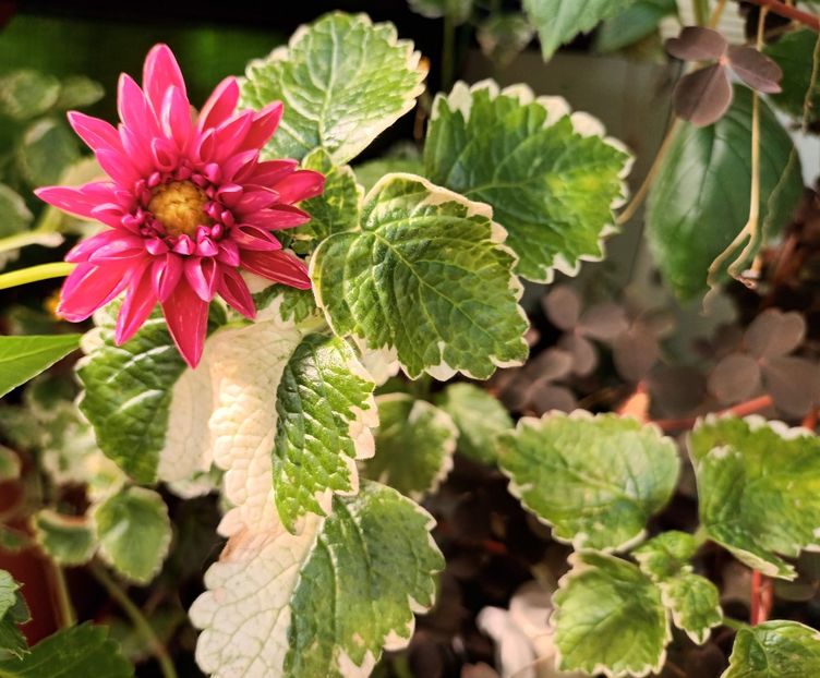 Toate florile - A mea floricică Maria