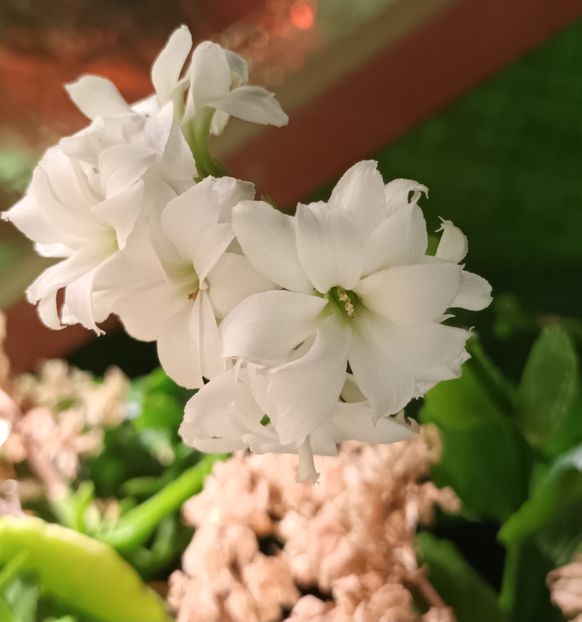 sunt pentru tine! - A mea floricică Maria