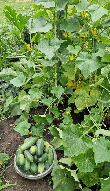  - 09 Gradinuta de legume 2023