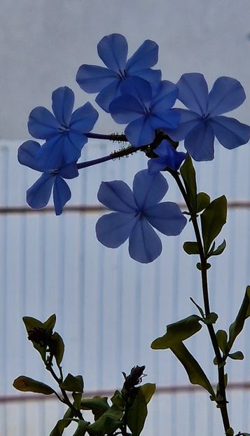  - Plumbago- jasminum azoricum -acalipha