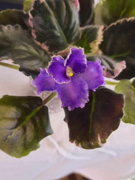  - ZZLE Galateya sport