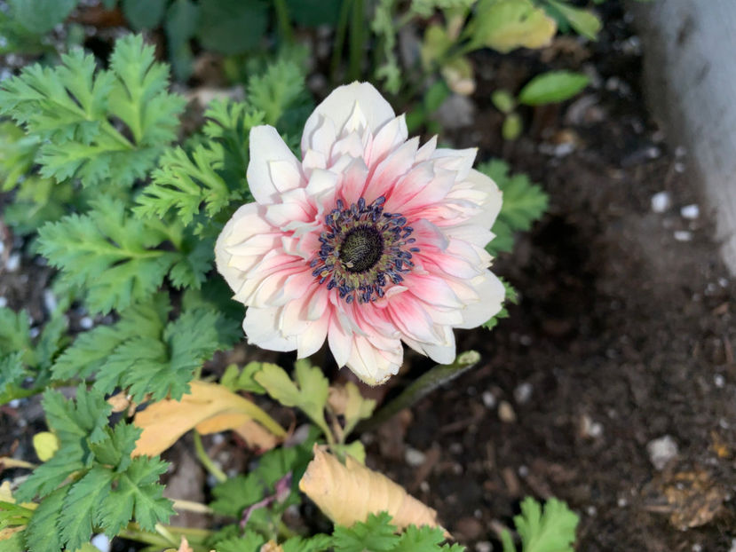  - Jurnalul gradinii 2023