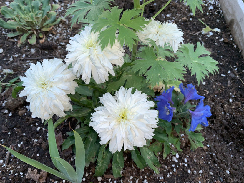  - Jurnalul gradinii 2023