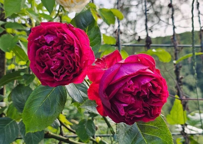 Red Eden (urcator) 70 - Toamna 2025