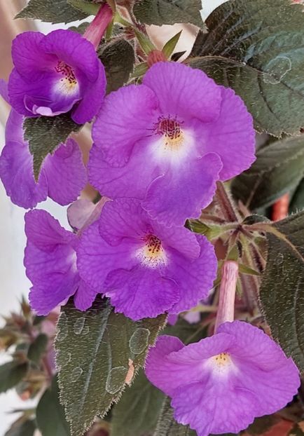  - Purple king