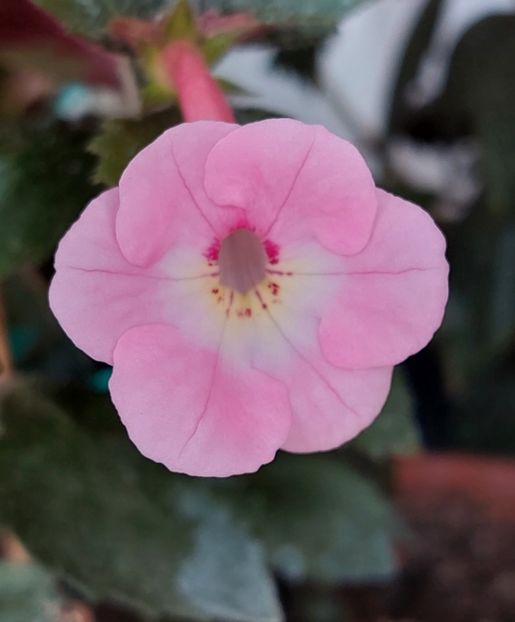  - APPLE BLOSSOM