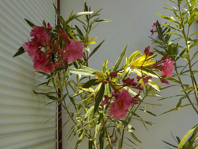  - variegat nr 24