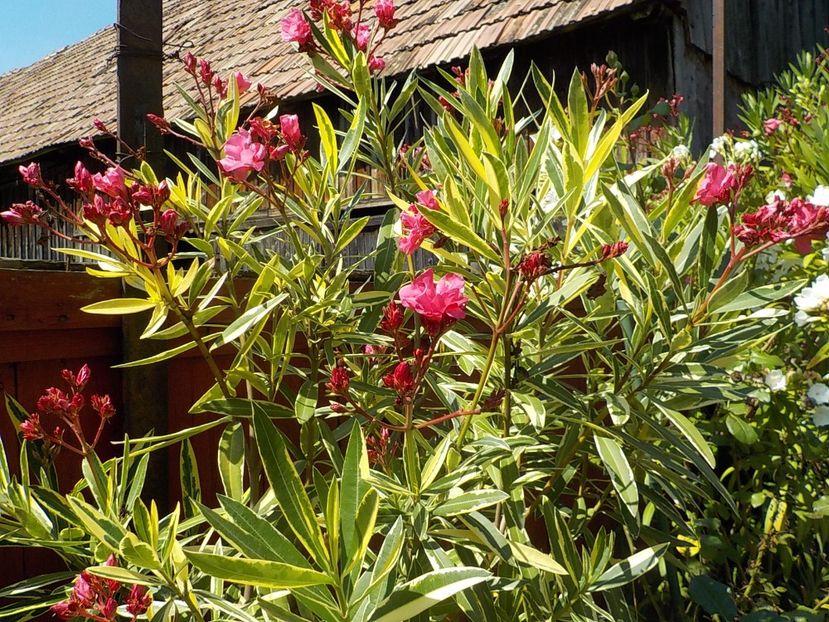  - variegat nr 24