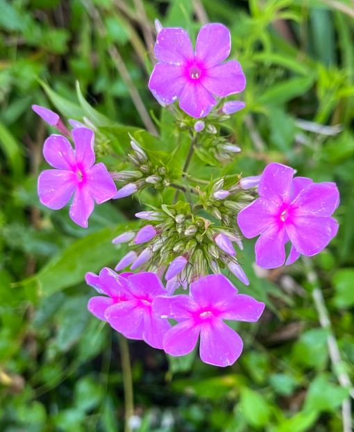 98195E70-F8EA-4BA2-9BA2-68C40DACBBC3 - Phlox 20-21