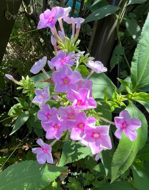D986E4A5-B792-4E96-9284-9E1F3405C6CC - Phlox 20-21
