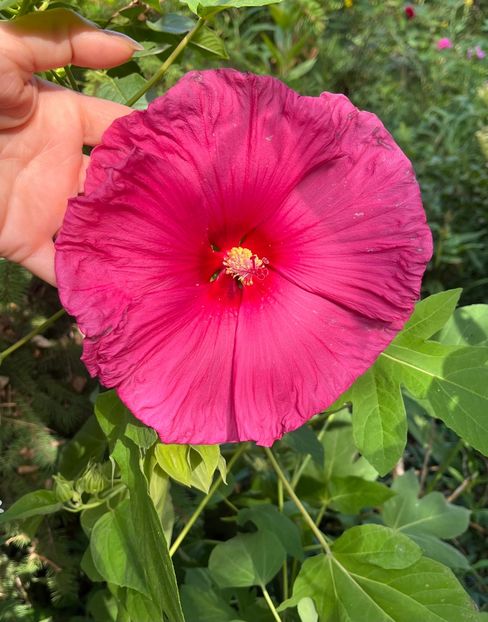 254448E3-EEEB-433B-B01C-A9A3BB3242A3 - Hibiscus moscheutus