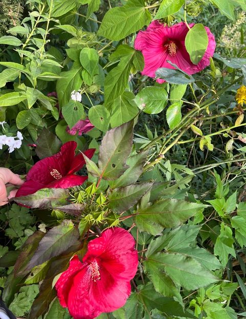 0007975B-4CFF-4180-8B85-38127900D70C - Hibiscus moscheutus