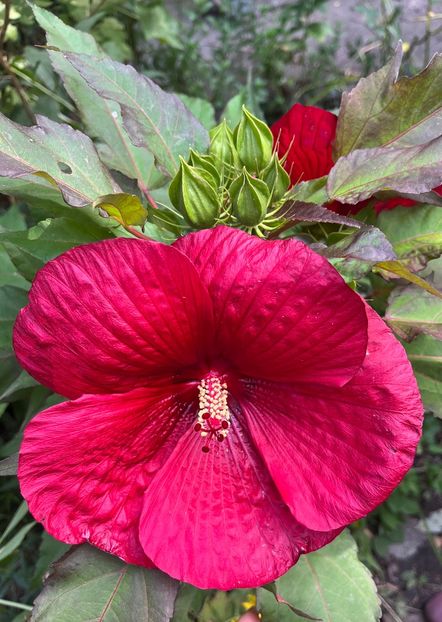 20268354-B330-4C52-9F76-7B6CFE458CF1 - Hibiscus moscheutus