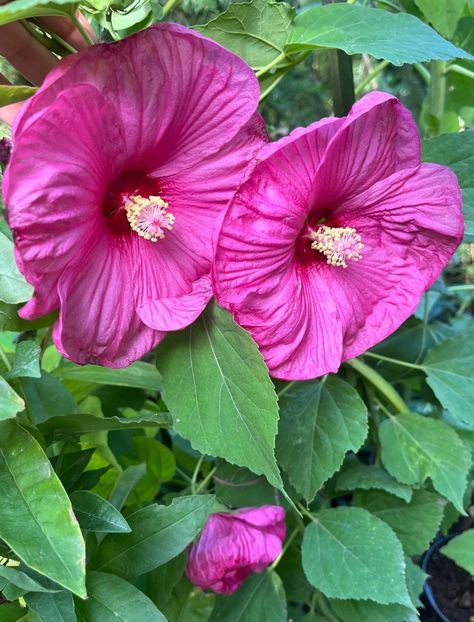 25CB06CF-9A50-4831-BF57-C4B2F0EE1635 - Hibiscus moscheutus