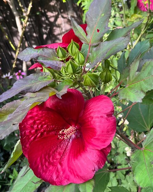 7457E604-91EE-494A-B66B-18250D40BF08 - Hibiscus moscheutus