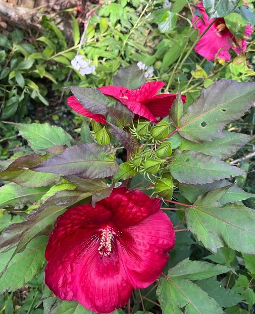 01407CD4-2F4B-4BA5-BD0F-B9BDE0FA8BC0 - Hibiscus moscheutus