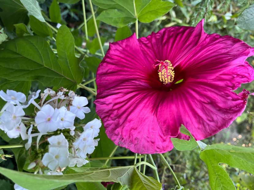 AB8D336A-CF3E-453D-8B67-B4F3AAACEB8A - Hibiscus moscheutus