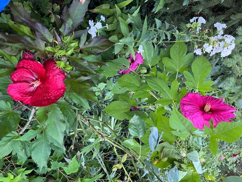 50B67159-49FB-4851-9858-0DE8E20E4F38 - Hibiscus moscheutus