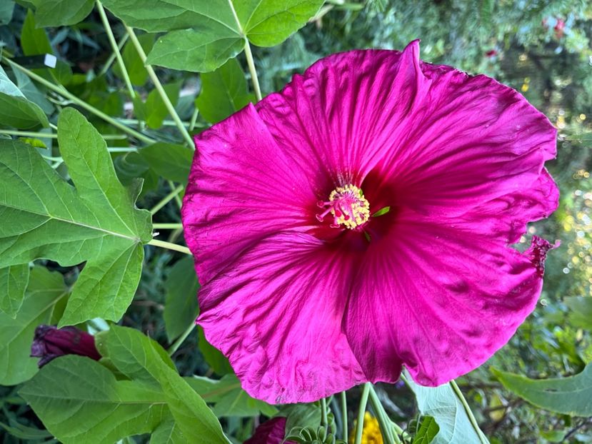 4989C7D9-6929-4A0C-825A-690AC5C8576B - Hibiscus moscheutus