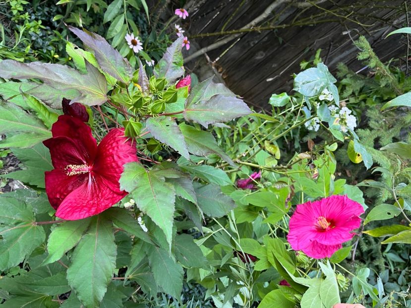 D2E25CA2-85B8-4964-B7F7-E7DF85BA0DAA - Hibiscus moscheutus